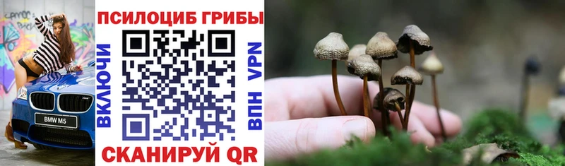 Псилоцибиновые грибы Cubensis  Курган 